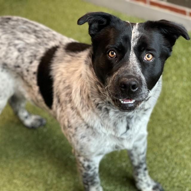 OILER, Adoptable, Young Male Mixed Breed.