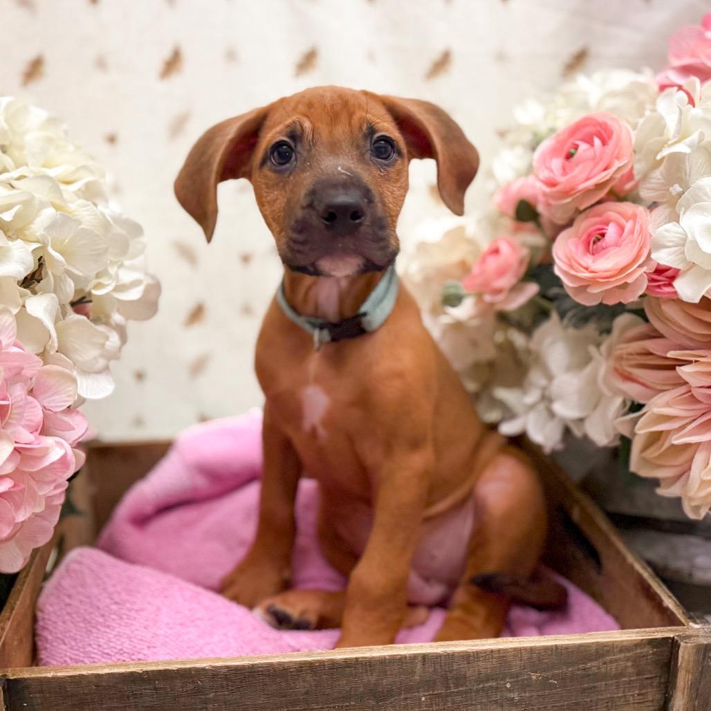 Jason, Adoptable, Puppy Male Chocolate Labrador Retriever.