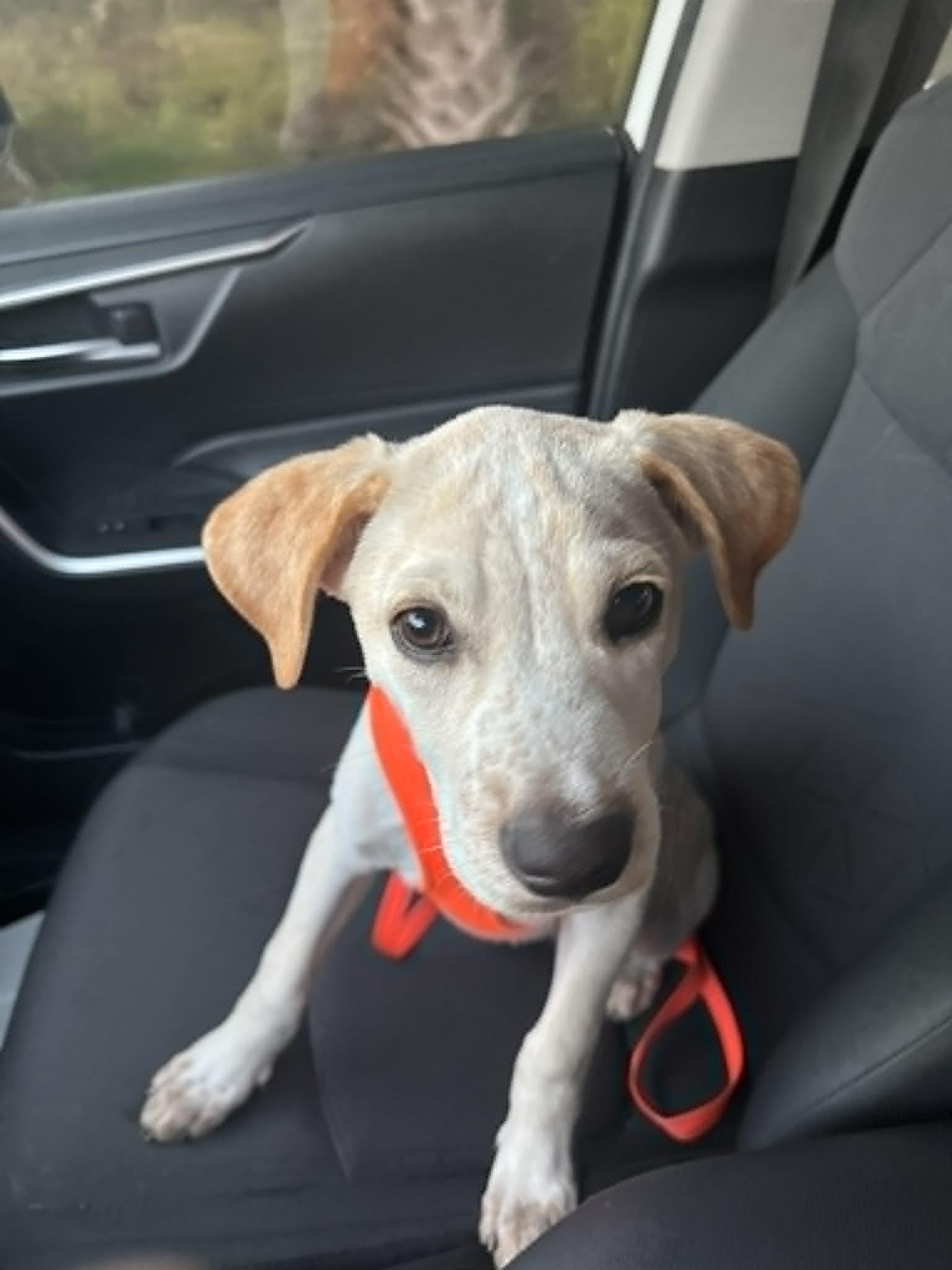 Enlarge Aspen, a Adopted mixed breed in Palm Bay, FL image 6/6