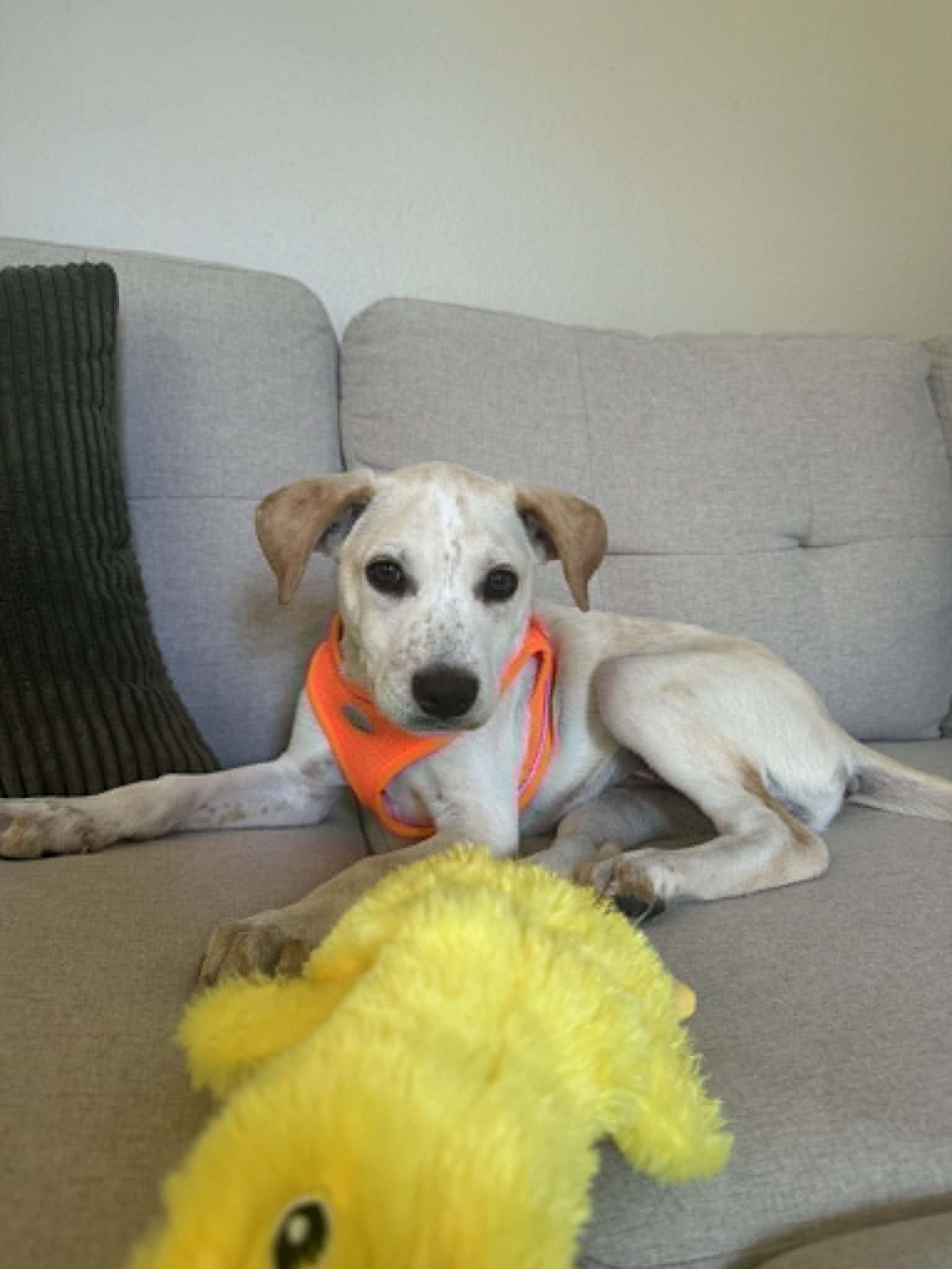 Aspen, Adopted, Puppy Male Shepherd.