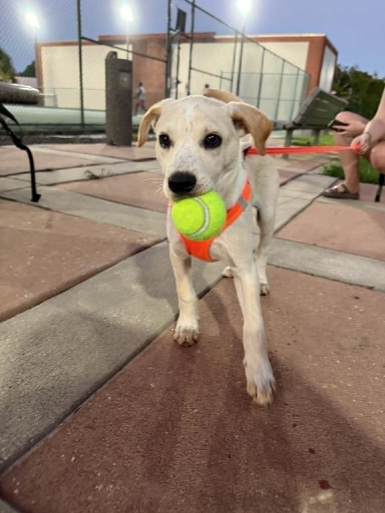 Enlarge Aspen, a Adopted mixed breed in Palm Bay, FL image 4/6