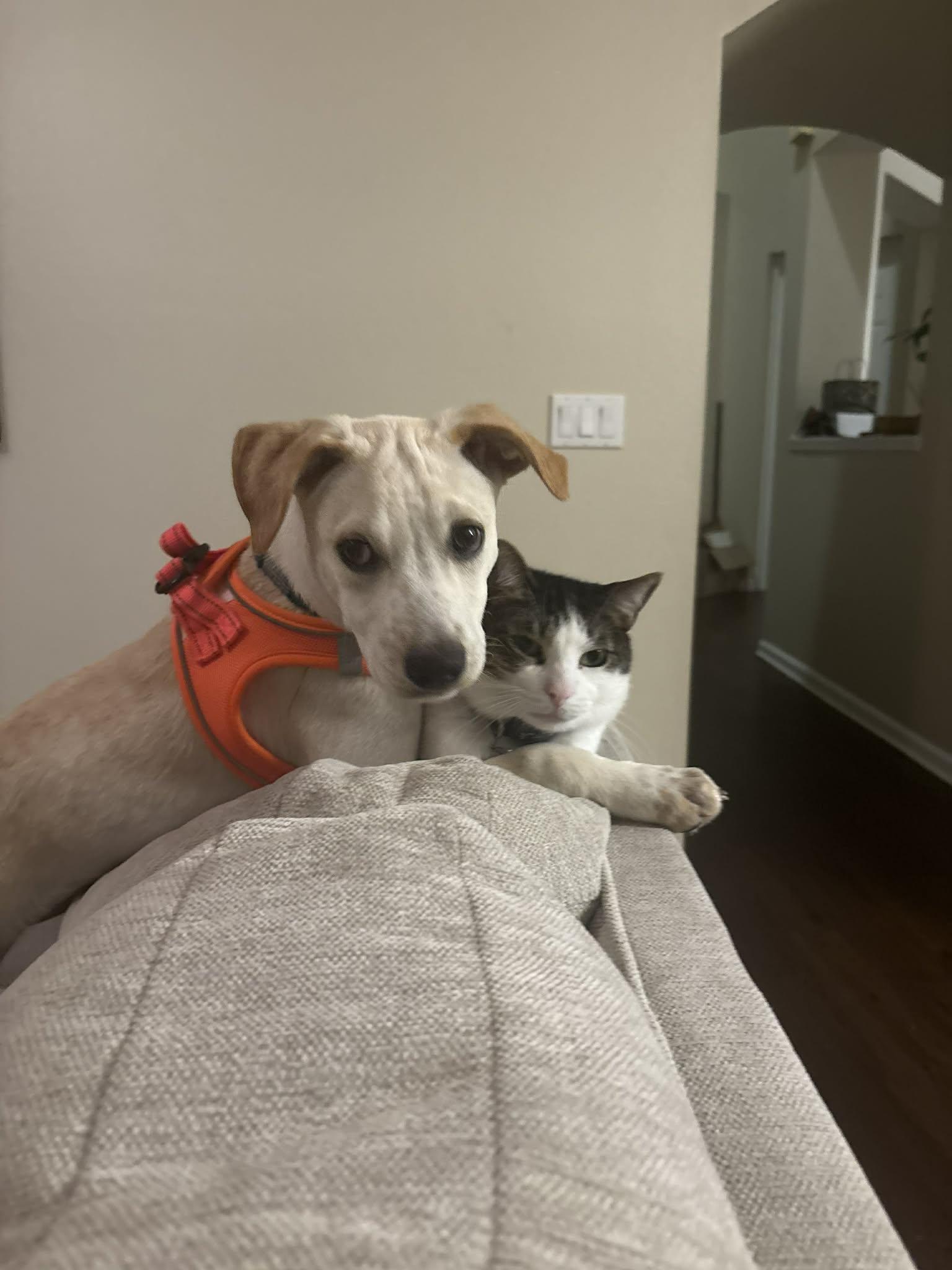 Enlarge Aspen, a Adopted mixed breed in Palm Bay, FL image 5/6