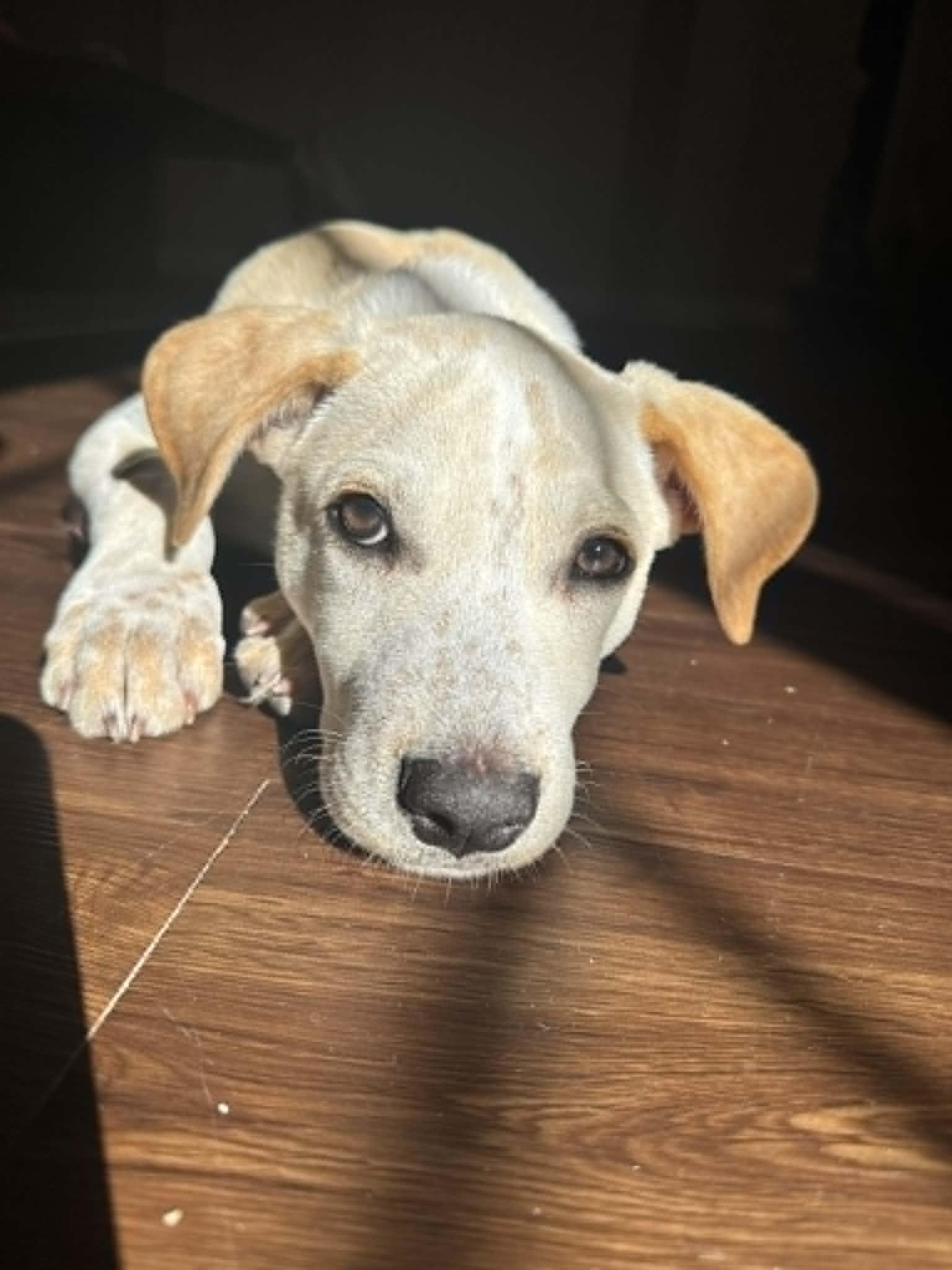 Enlarge Aspen, a Adopted mixed breed in Palm Bay, FL image 2/6