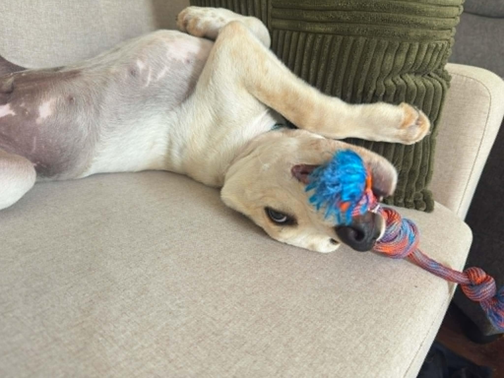 Enlarge Aspen, a Adopted mixed breed in Palm Bay, FL image 3/6