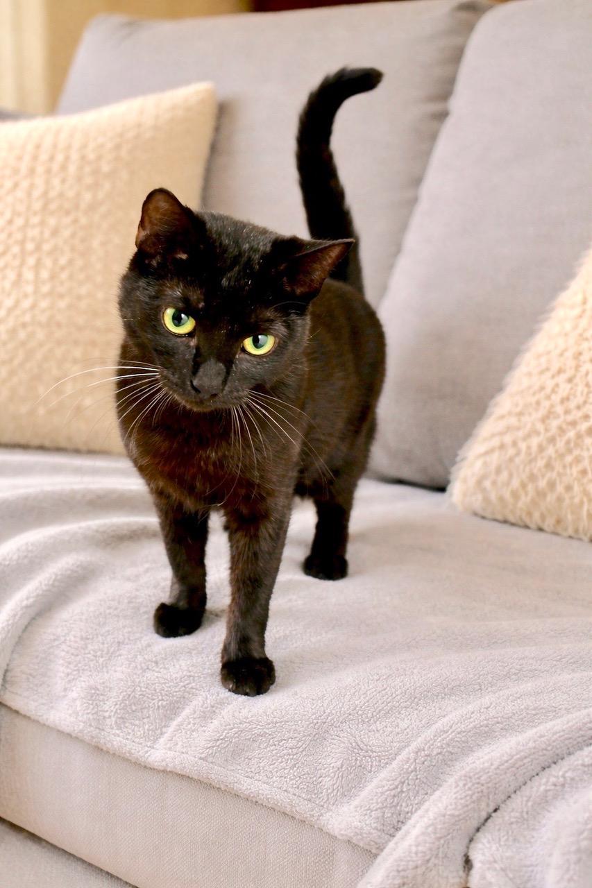 Enlarge Tucker, a ADOPTABLE mixed breed in Englewood, FL image 1/1