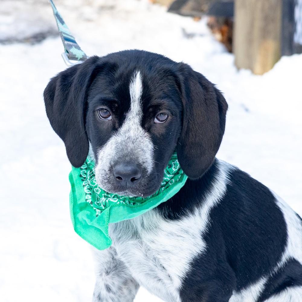 Kingavail thumbnail 3