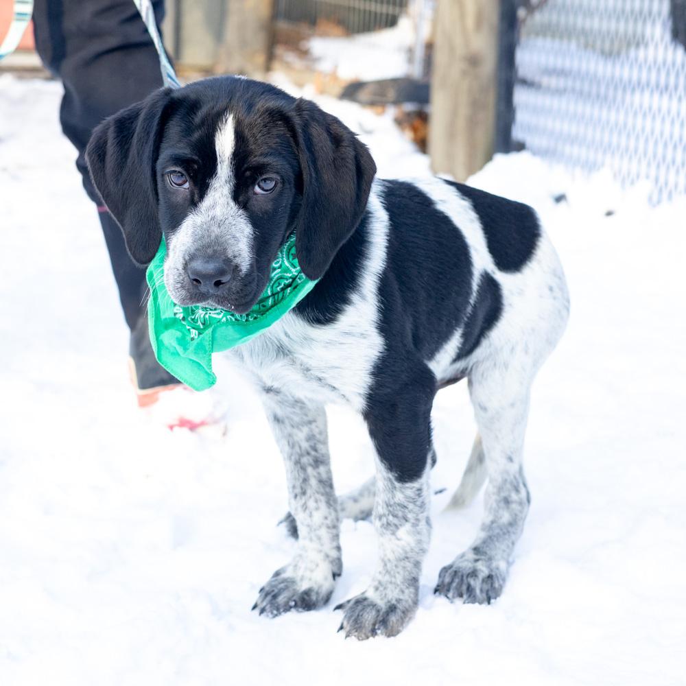 Kingavail thumbnail 4