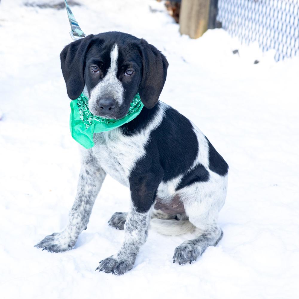 Kingavail thumbnail 5