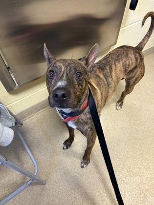 Enlarge Batman, a Adoptable mixed breed in Sanford, FL image 1/1