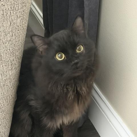 Enlarge SHADOW, a ADOPTABLE mixed breed in Churchville, PA image 3/4