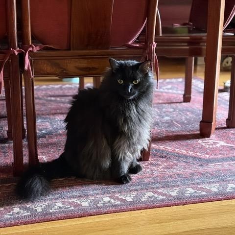 Enlarge SHADOW, an adopted mixed breed in Churchville, PA image 5/6
