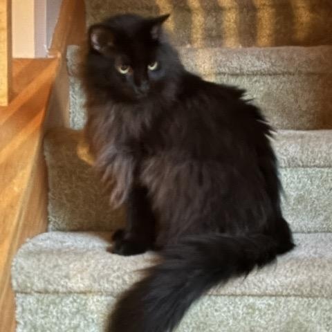 SHADOW, adopted, Young Male Maine Coon & Domestic Long Hair.