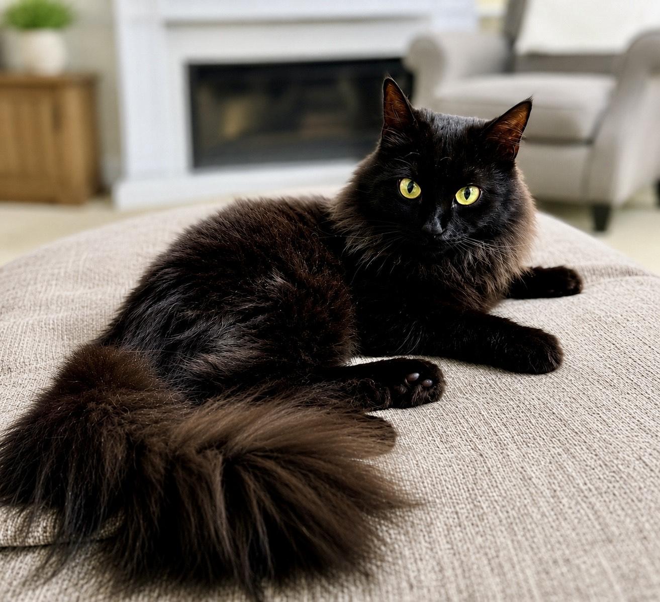 Enlarge SHADOW, a ADOPTABLE mixed breed in Churchville, PA image 1/4