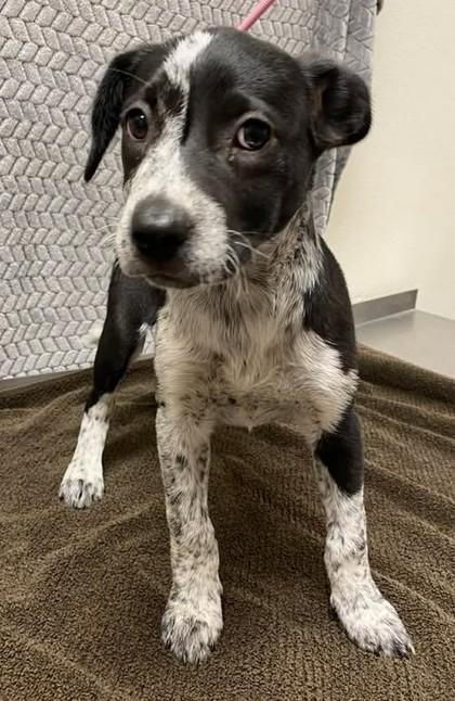 Sassy Grams, Adoptable, Puppy Female Mixed Breed & Mixed Breed.