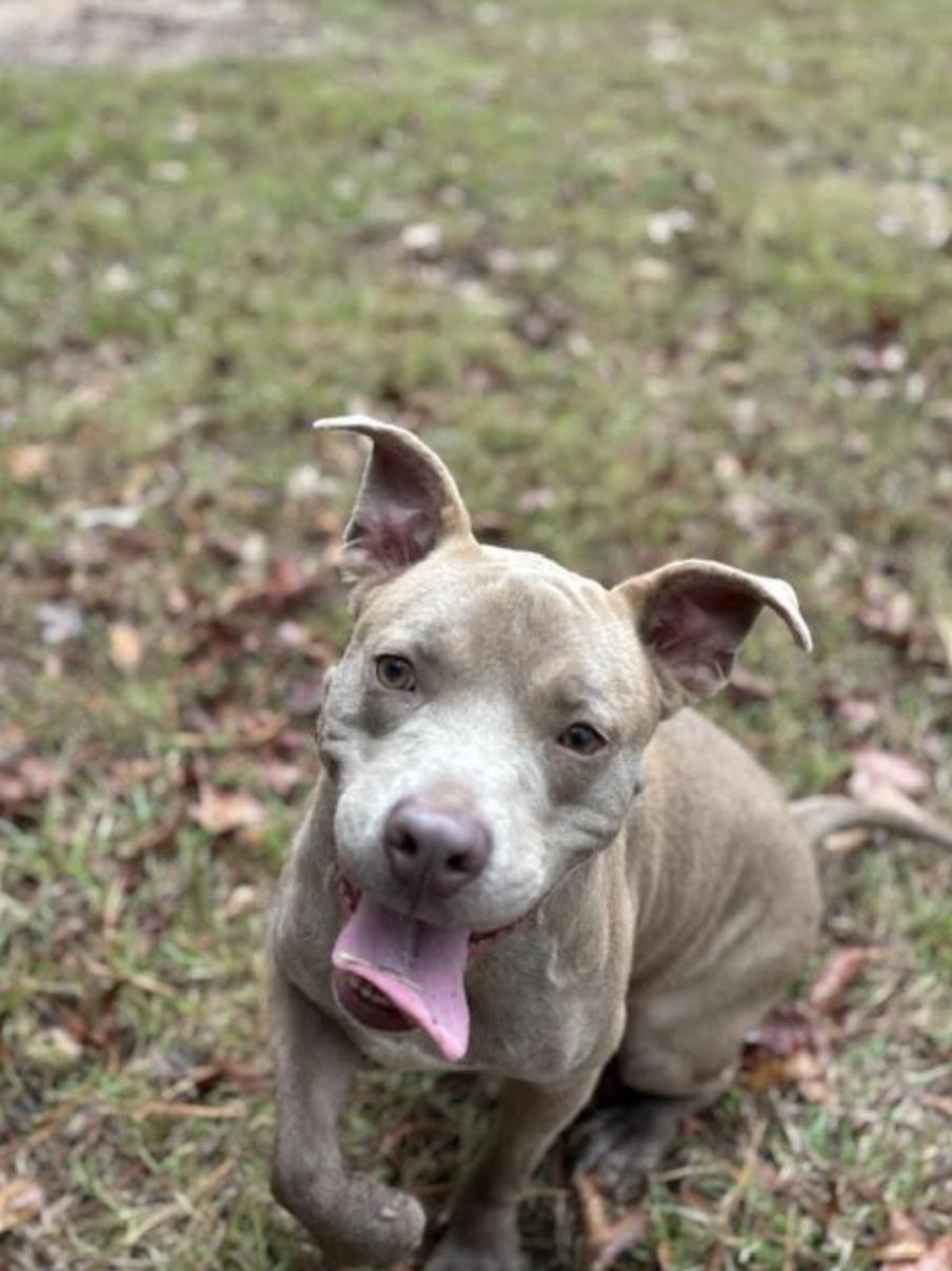 Enlarge Noah Young, a Adoptable mixed breed in Woburn, MA image 1/6