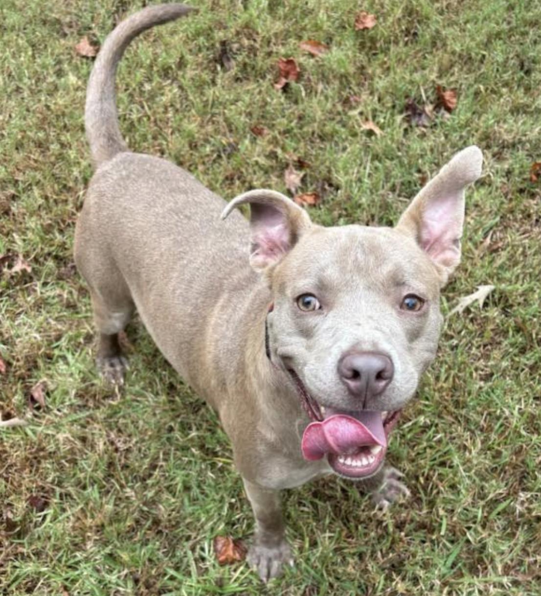 Enlarge Noah Young, a Adoptable mixed breed in Woburn, MA image 2/6