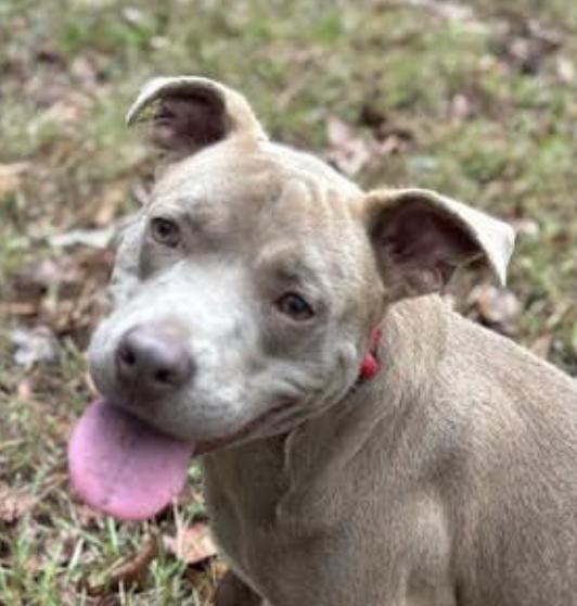 Enlarge Noah Young, a Adoptable mixed breed in Woburn, MA image 3/6