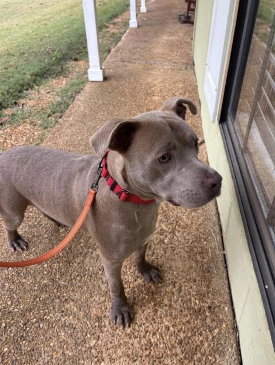 Enlarge Noah Young, a Adoptable mixed breed in Woburn, MA image 4/6