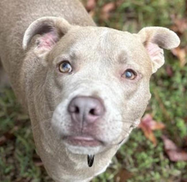 Enlarge Noah Young, a Adoptable mixed breed in Woburn, MA image 5/6