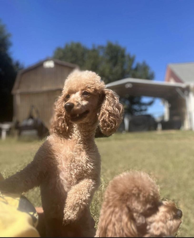 Enlarge Lily spice, a Adoptable Poodle in Milton, GA image 1/5