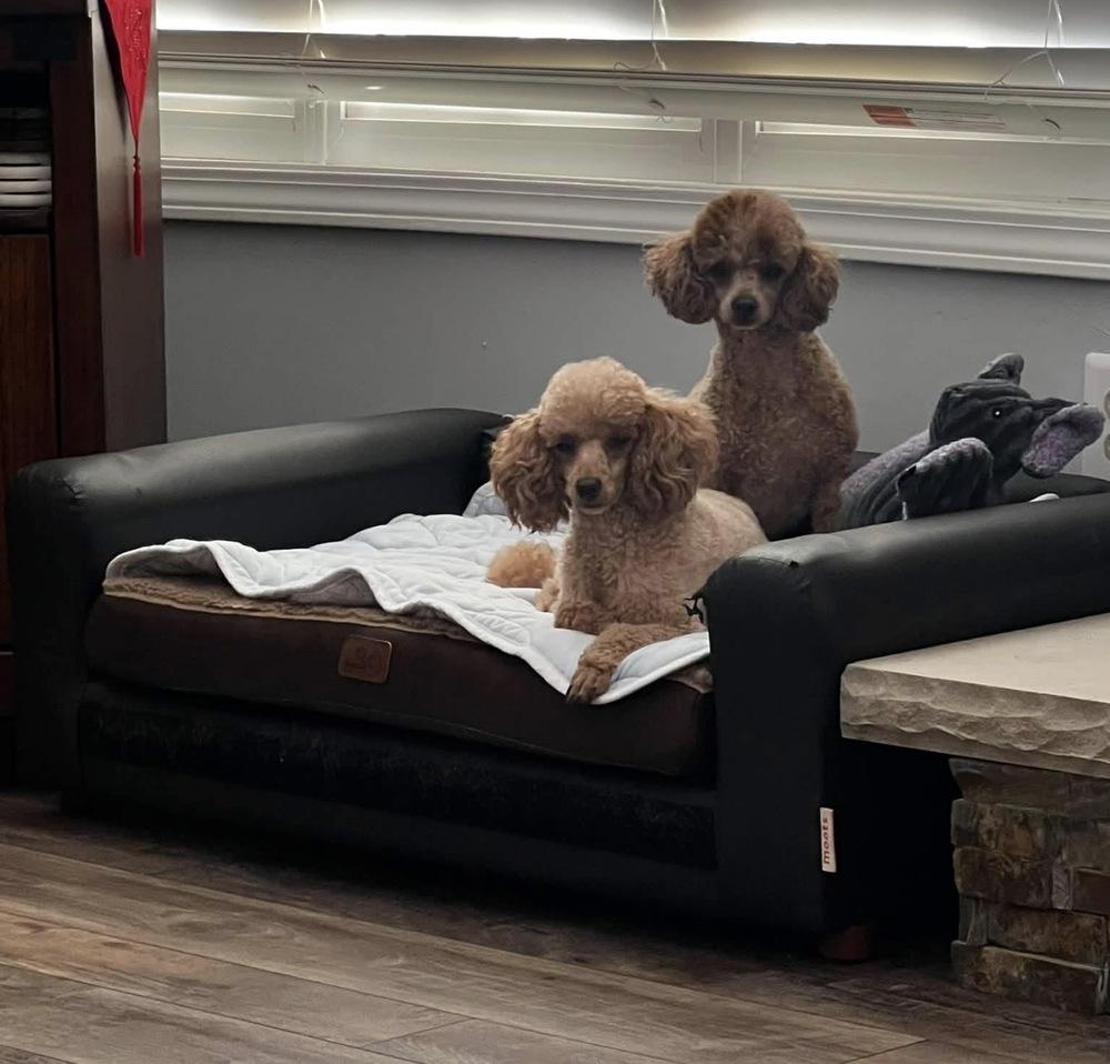 Enlarge Lily spice, a Adoptable Poodle in Milton, GA image 2/5