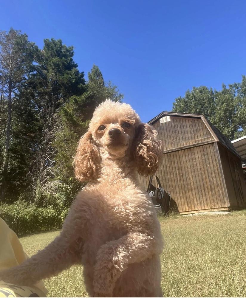 Enlarge Lily spice, a Adoptable Poodle in Milton, GA image 3/5