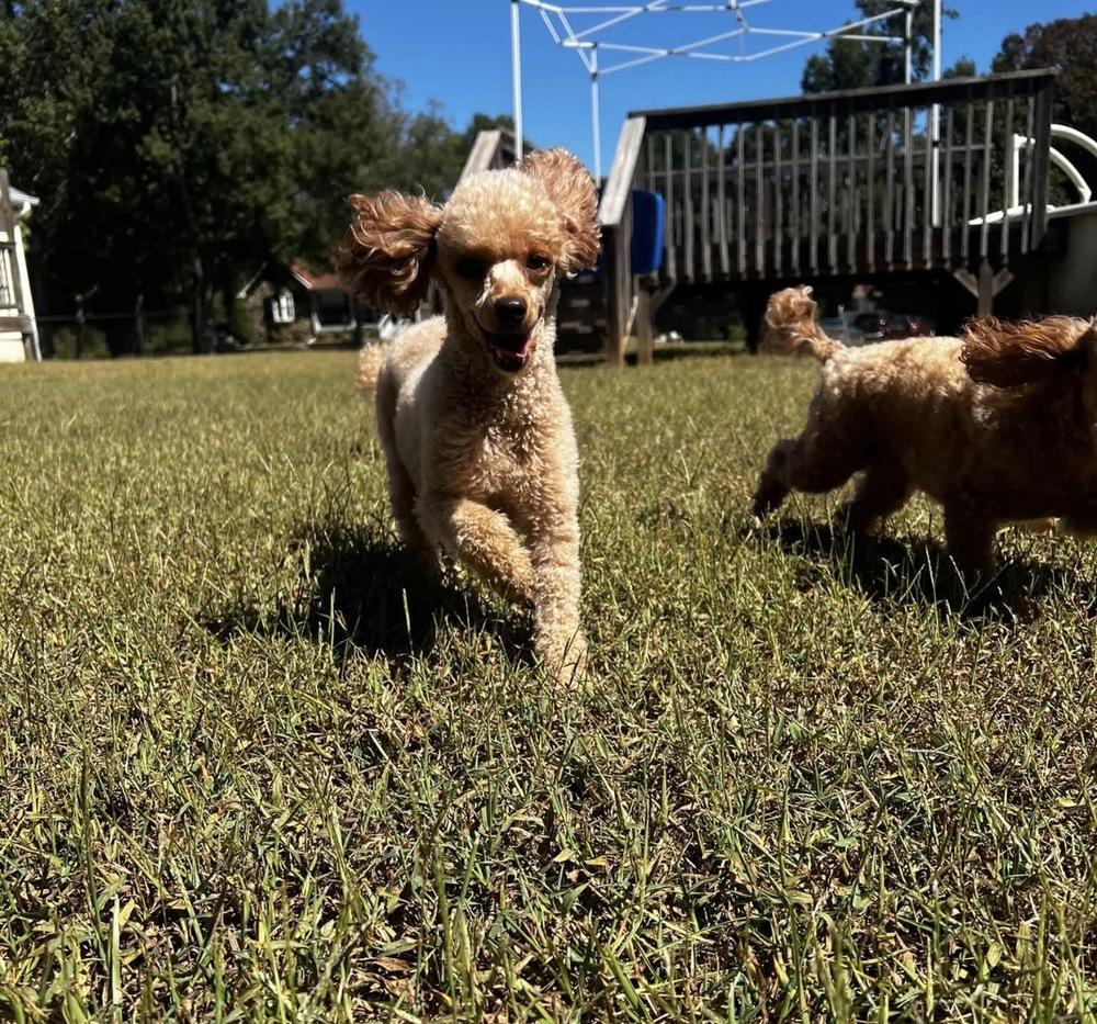 Enlarge Lily spice, a Adoptable Poodle in Milton, GA image 4/5