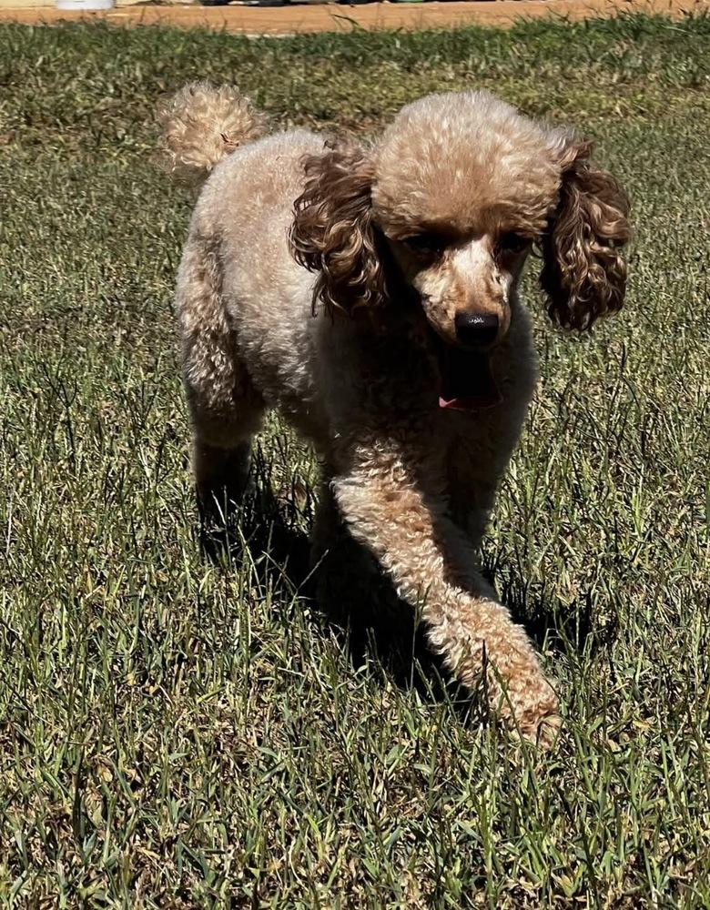 Enlarge Lily spice, a Adoptable Poodle in Milton, GA image 5/5