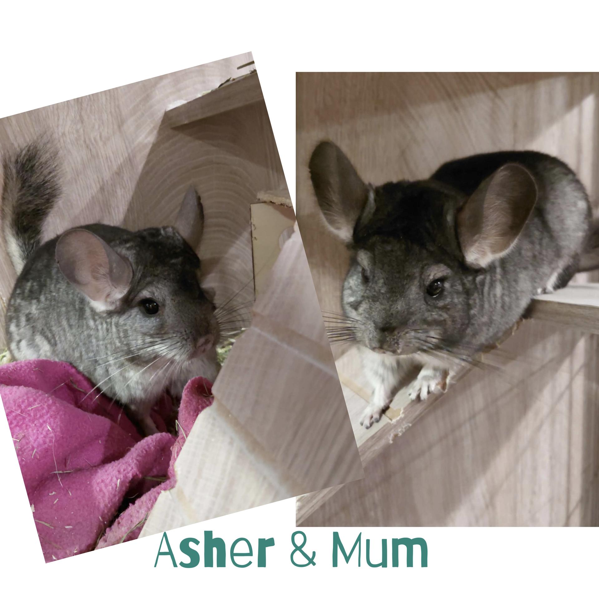 Enlarge Asher and Mum (Bonded), a Adoptable Chinchilla in FRANKTON, IN image 1/1