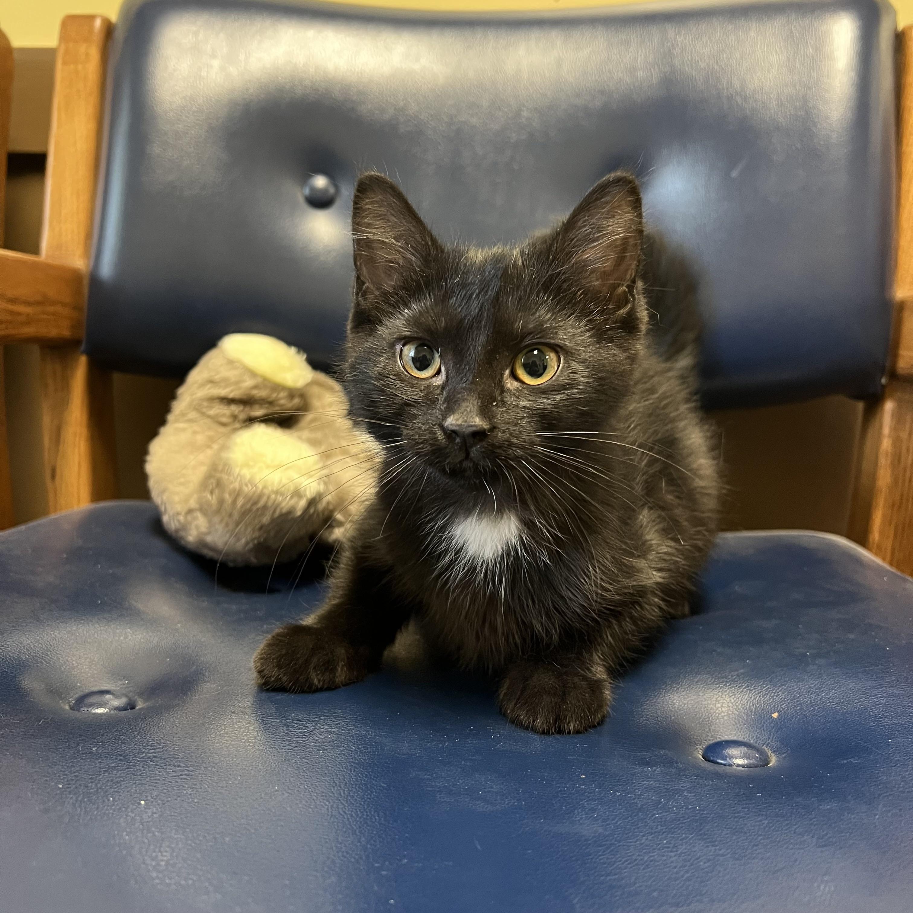 Frida, a ADOPTABLE Domestic Short Hair in Fairmont, MN image 1/6