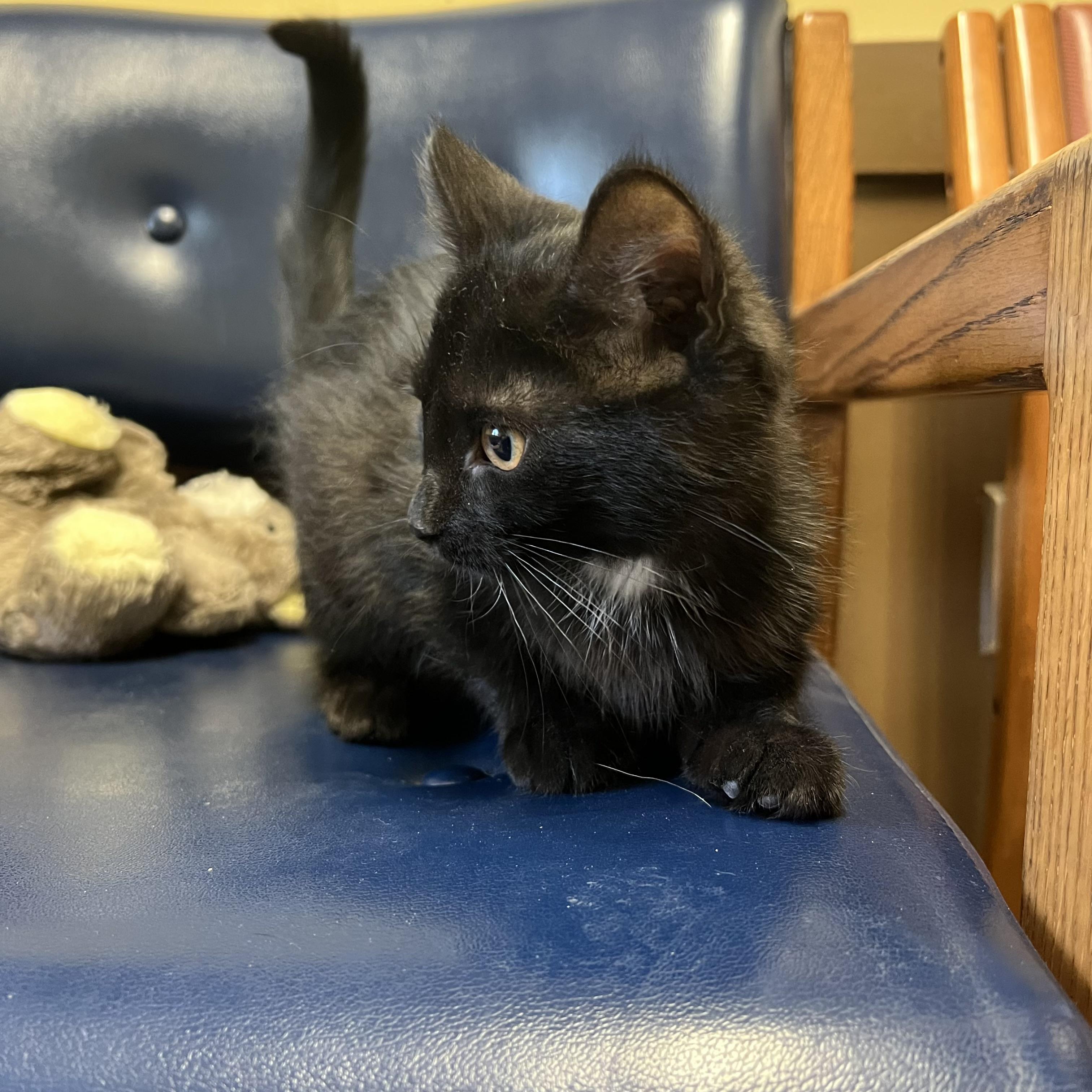 Frida, a ADOPTABLE Domestic Short Hair in Fairmont, MN image 3/6