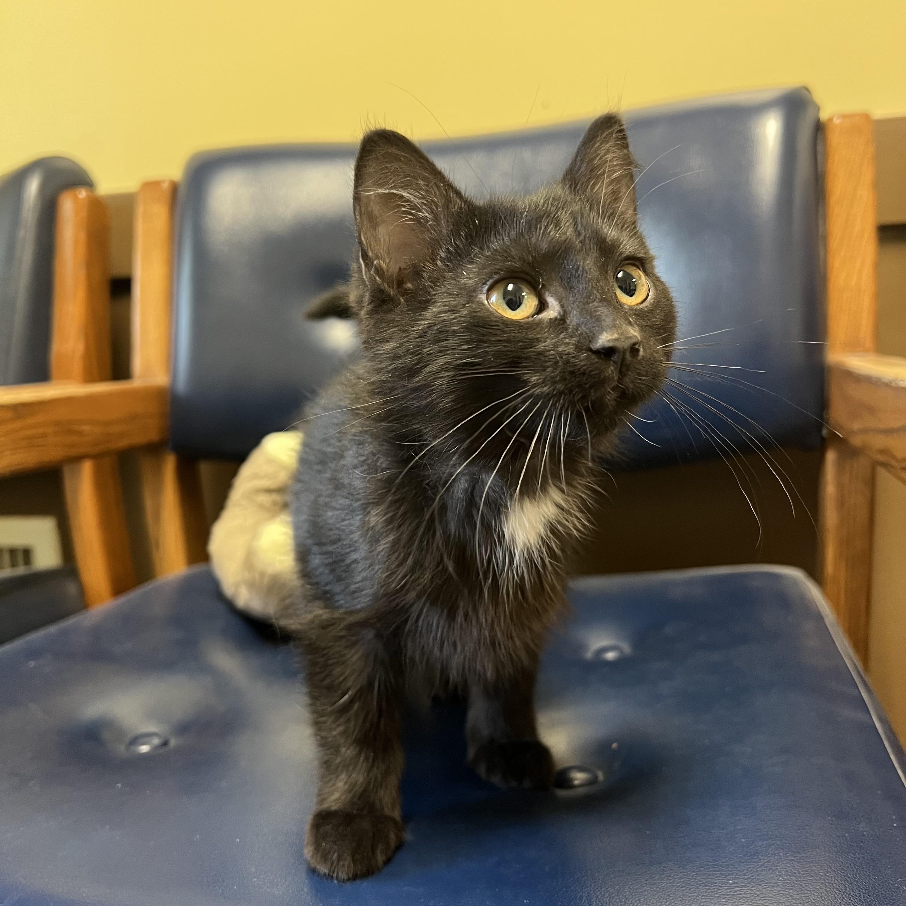 Frida, a ADOPTABLE Domestic Short Hair in Fairmont, MN image 4/6
