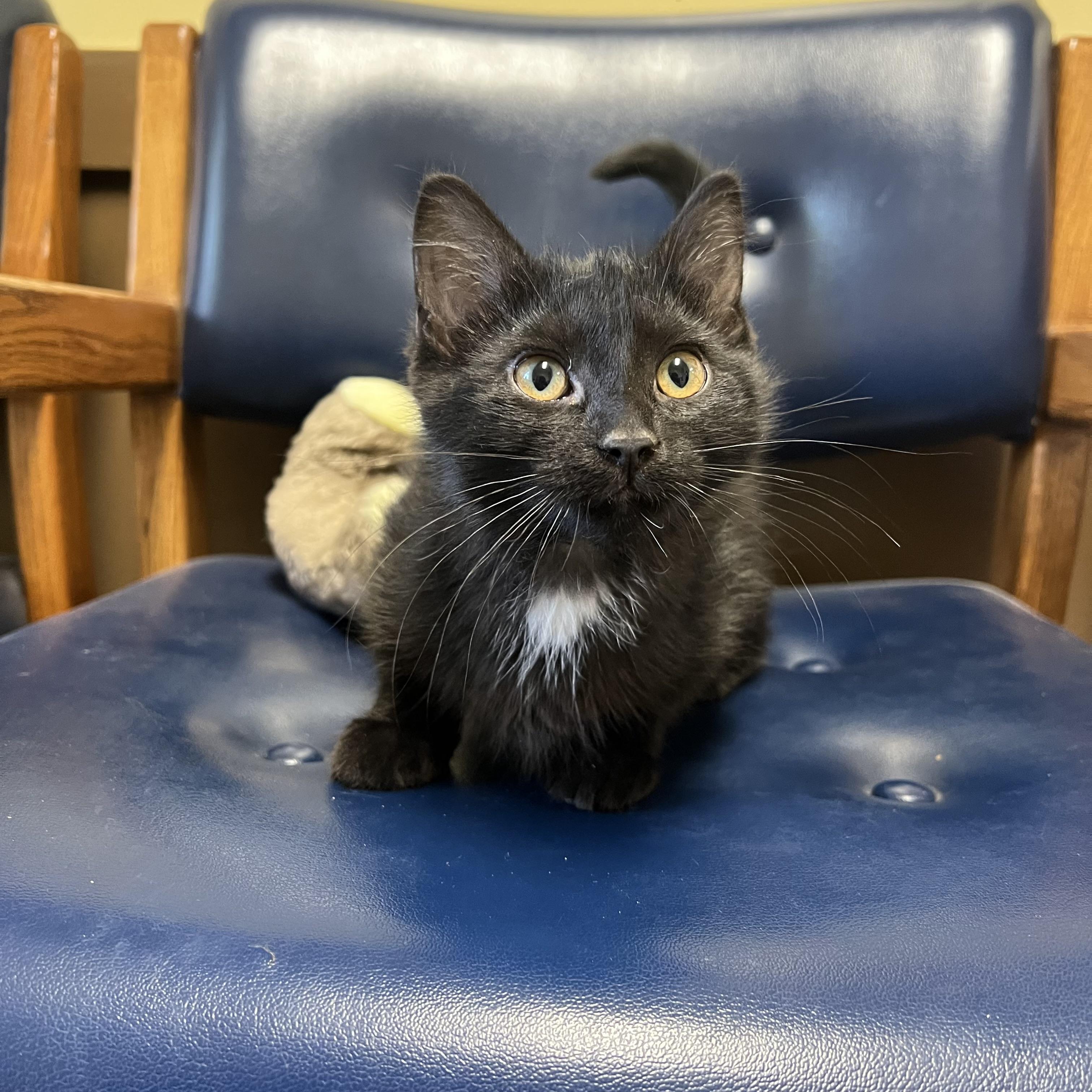 Frida, a ADOPTABLE Domestic Short Hair in Fairmont, MN image 5/6
