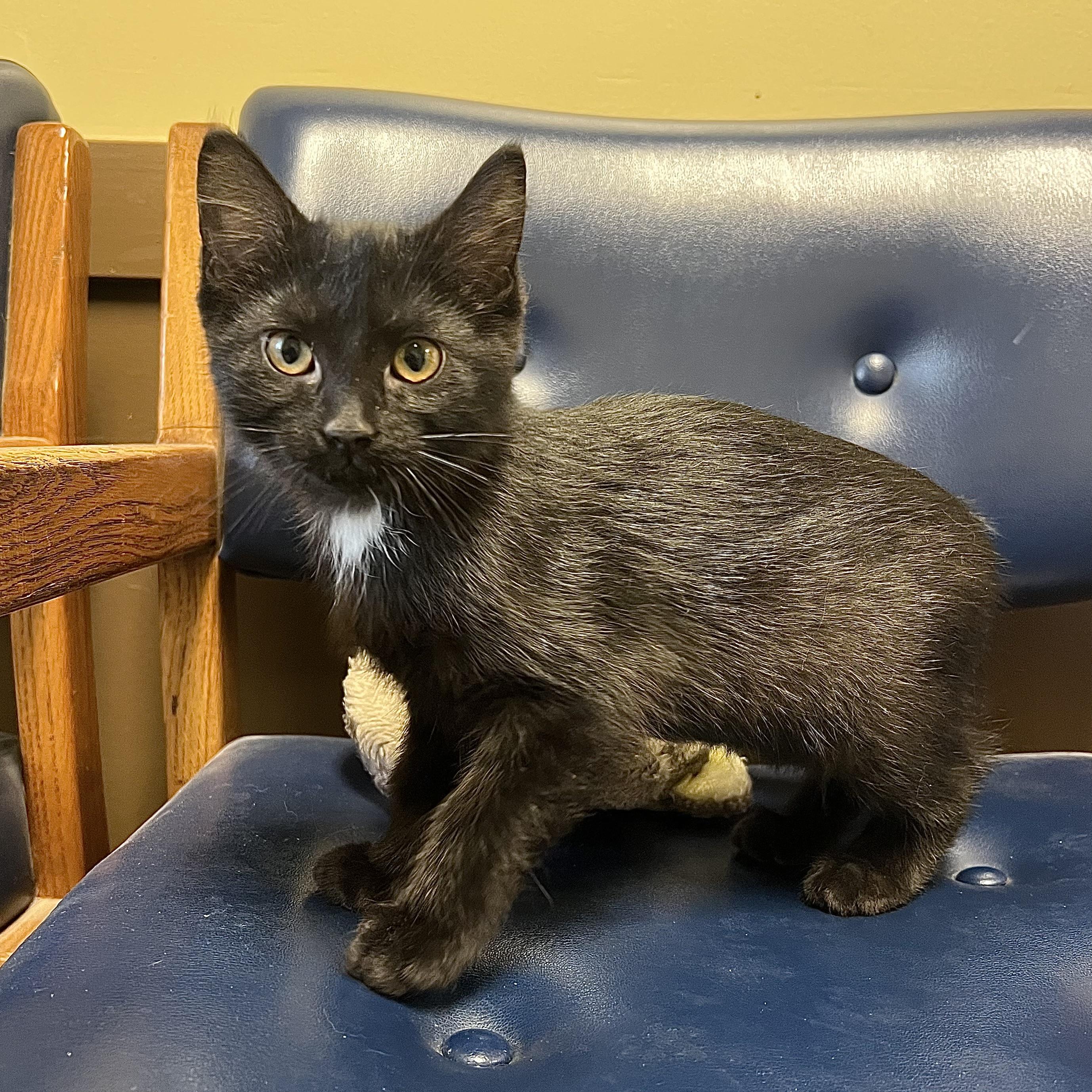 Frida, a ADOPTABLE Domestic Short Hair in Fairmont, MN image 6/6