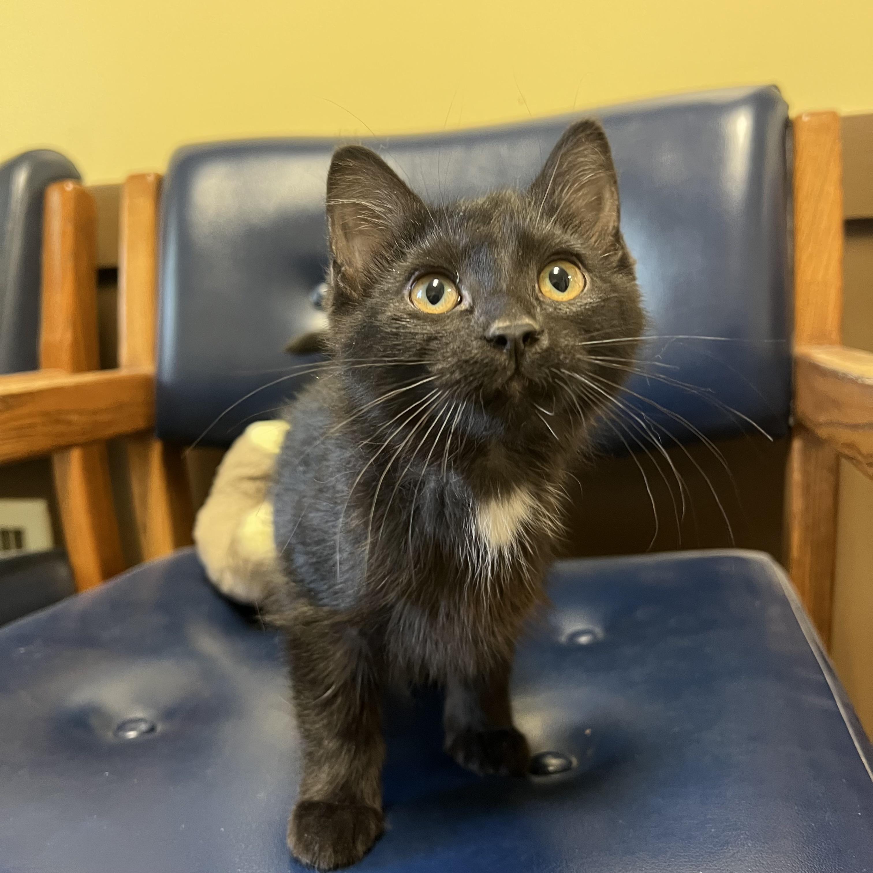 Frida, a ADOPTABLE Domestic Short Hair in Fairmont, MN image 2/6