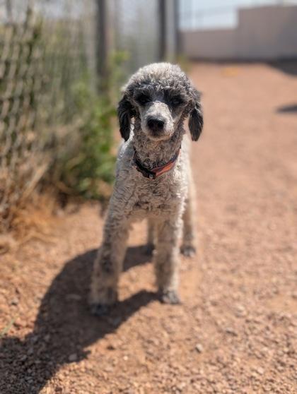 Enlarge Copperfield, a Adoptable mixed breed in Divide, CO image 1/3