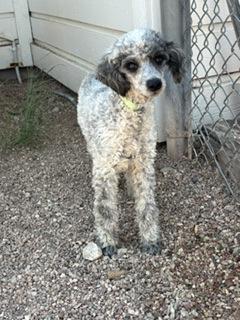 Enlarge Copperfield, a Adoptable mixed breed in Divide, CO image 2/3