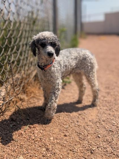 Enlarge Copperfield, a Adoptable mixed breed in Divide, CO image 3/3