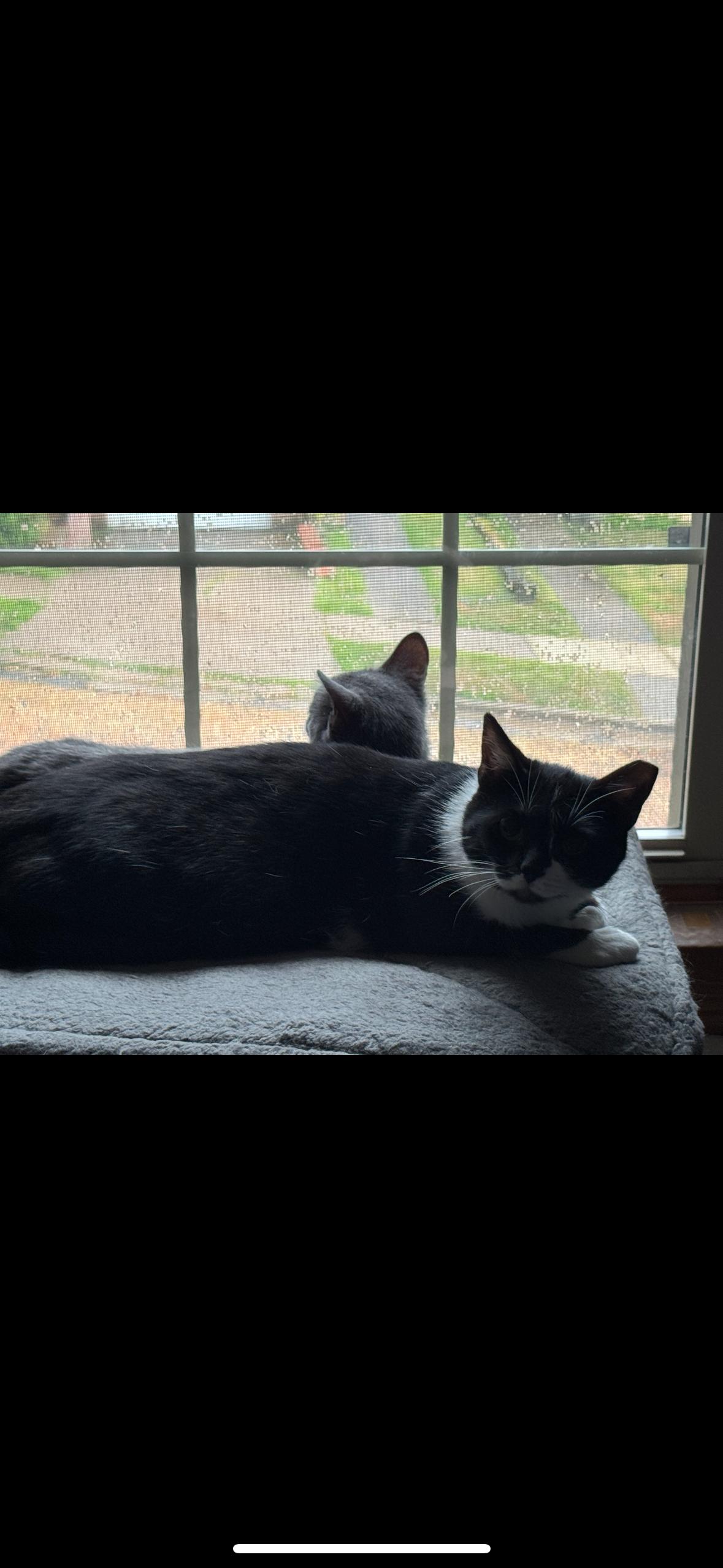 Enlarge Azrael, a Adoptable Domestic Short Hair in Verona, PA image 1/1