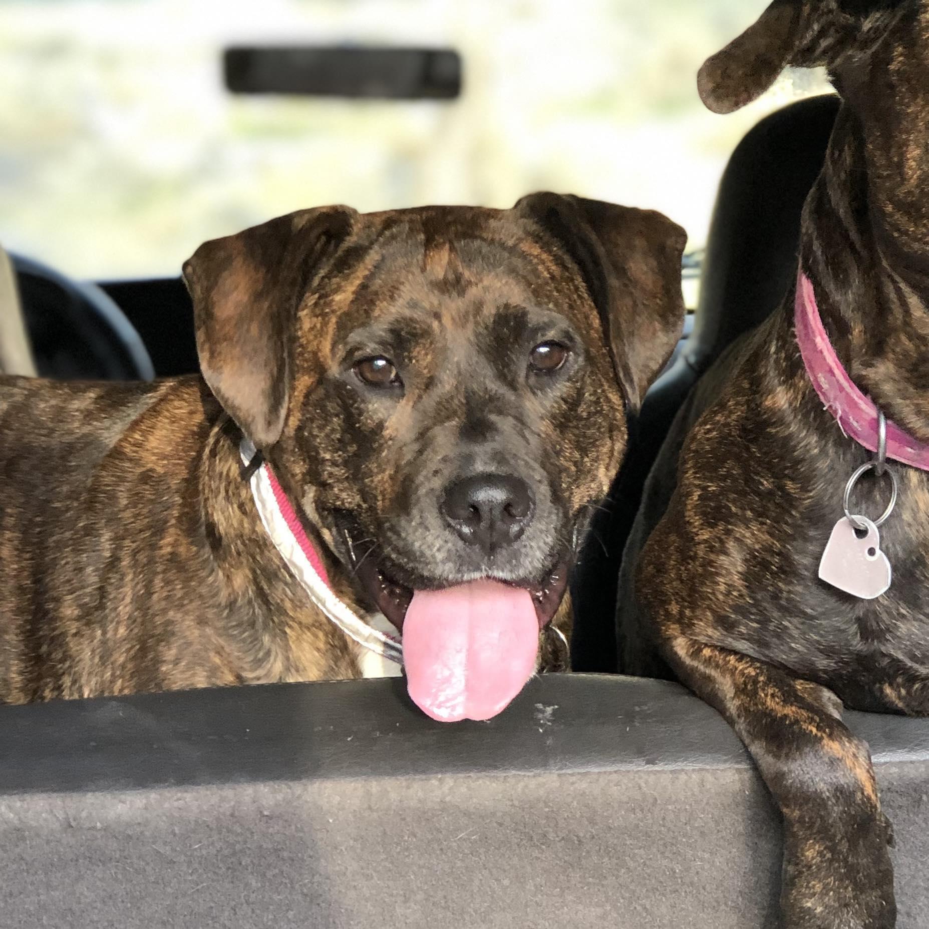 Bella (Courtesy Post), a Adoptable mixed breed in Portland, OR image 2/5