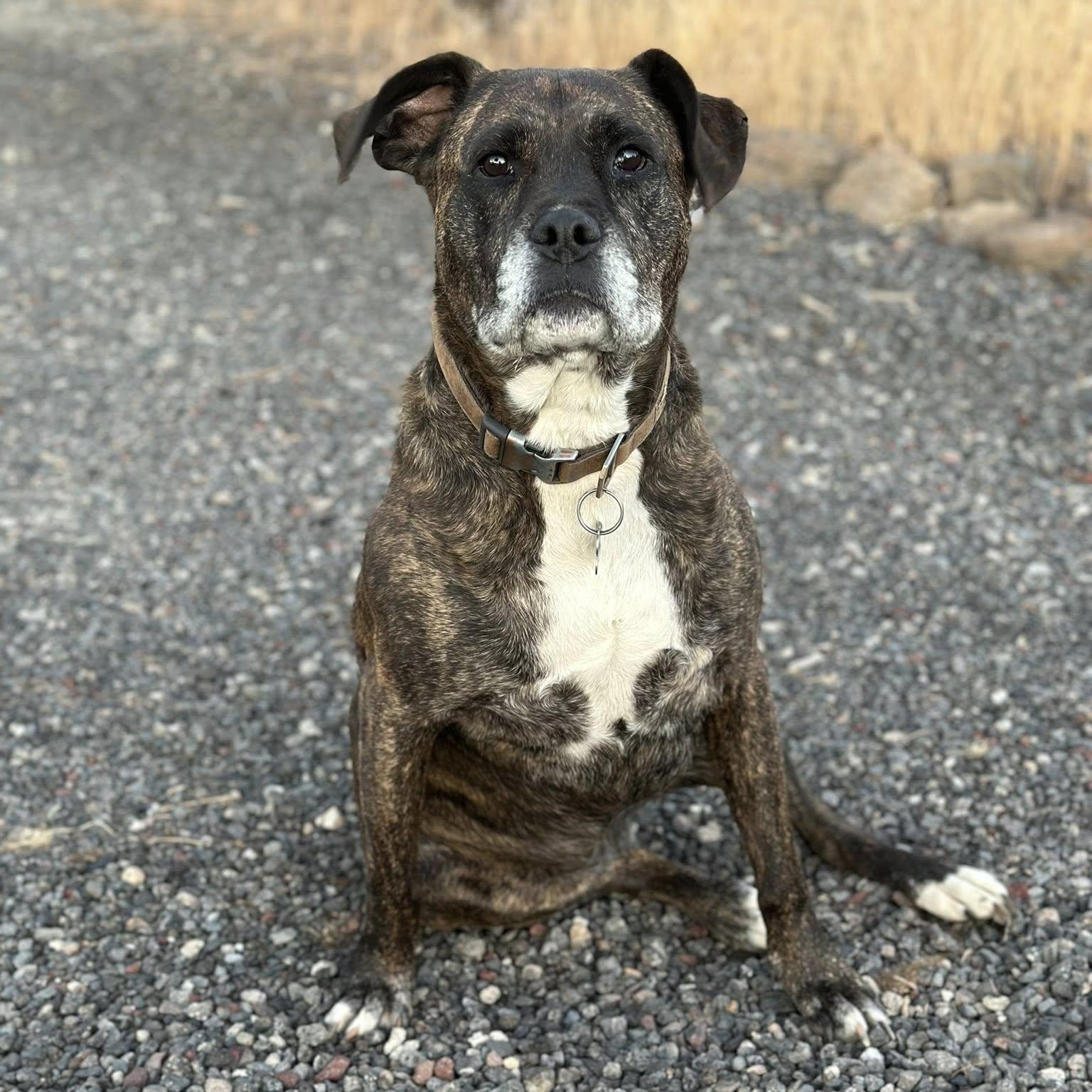 Bella (Courtesy Post), a Adoptable mixed breed in Portland, OR image 1/5