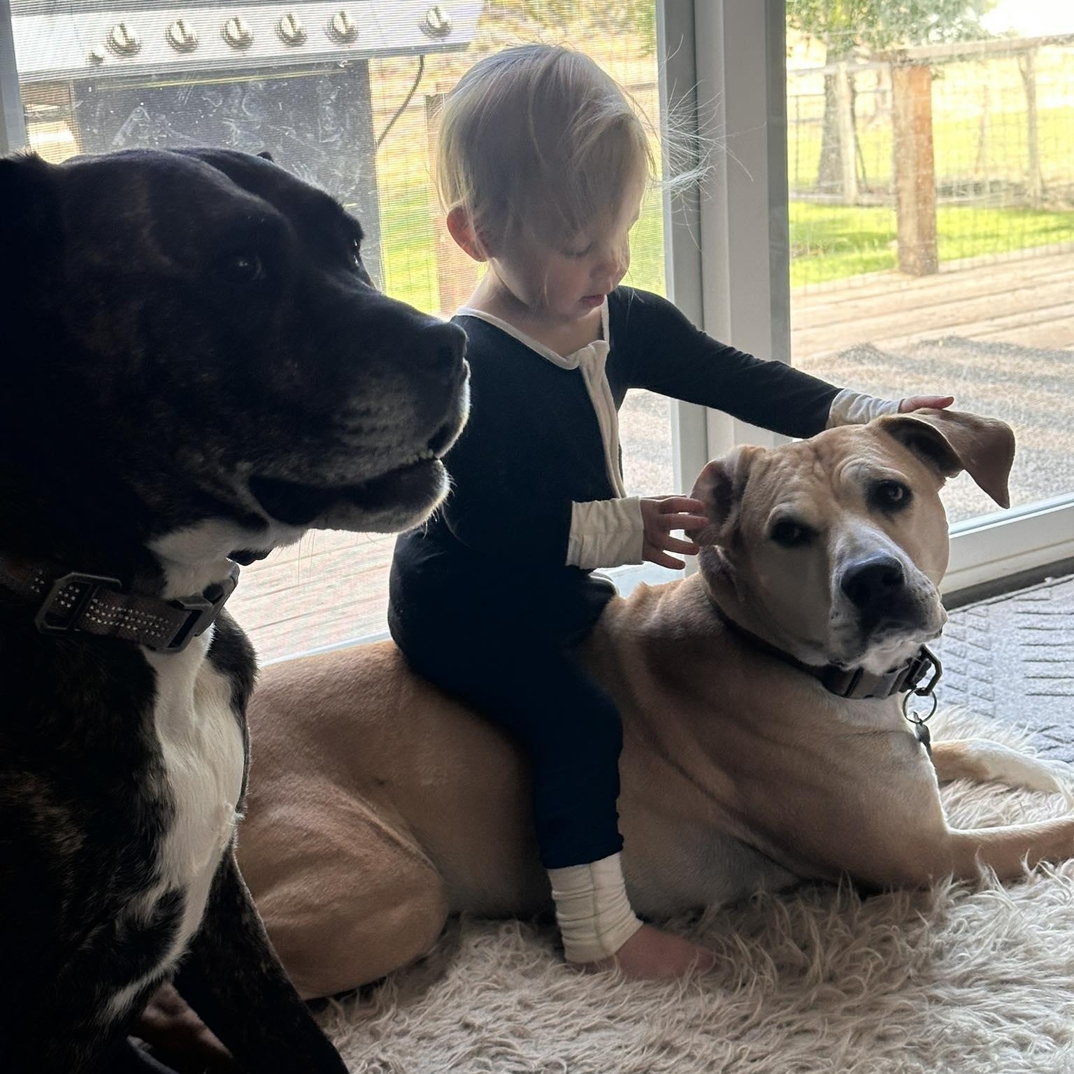 Bella (Courtesy Post), a Adoptable mixed breed in Portland, OR image 4/5