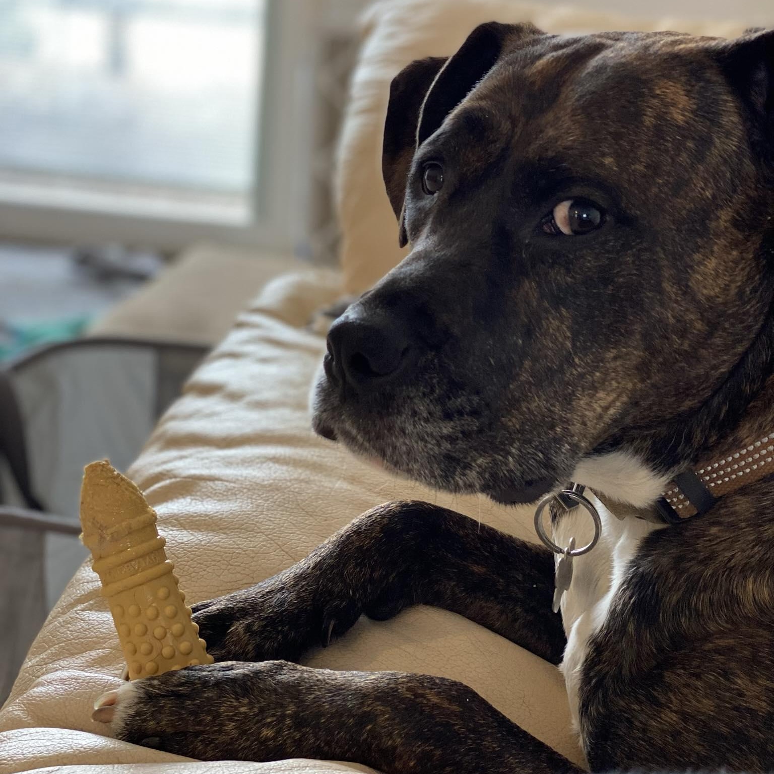 Bella (Courtesy Post), a Adoptable mixed breed in Portland, OR image 5/5