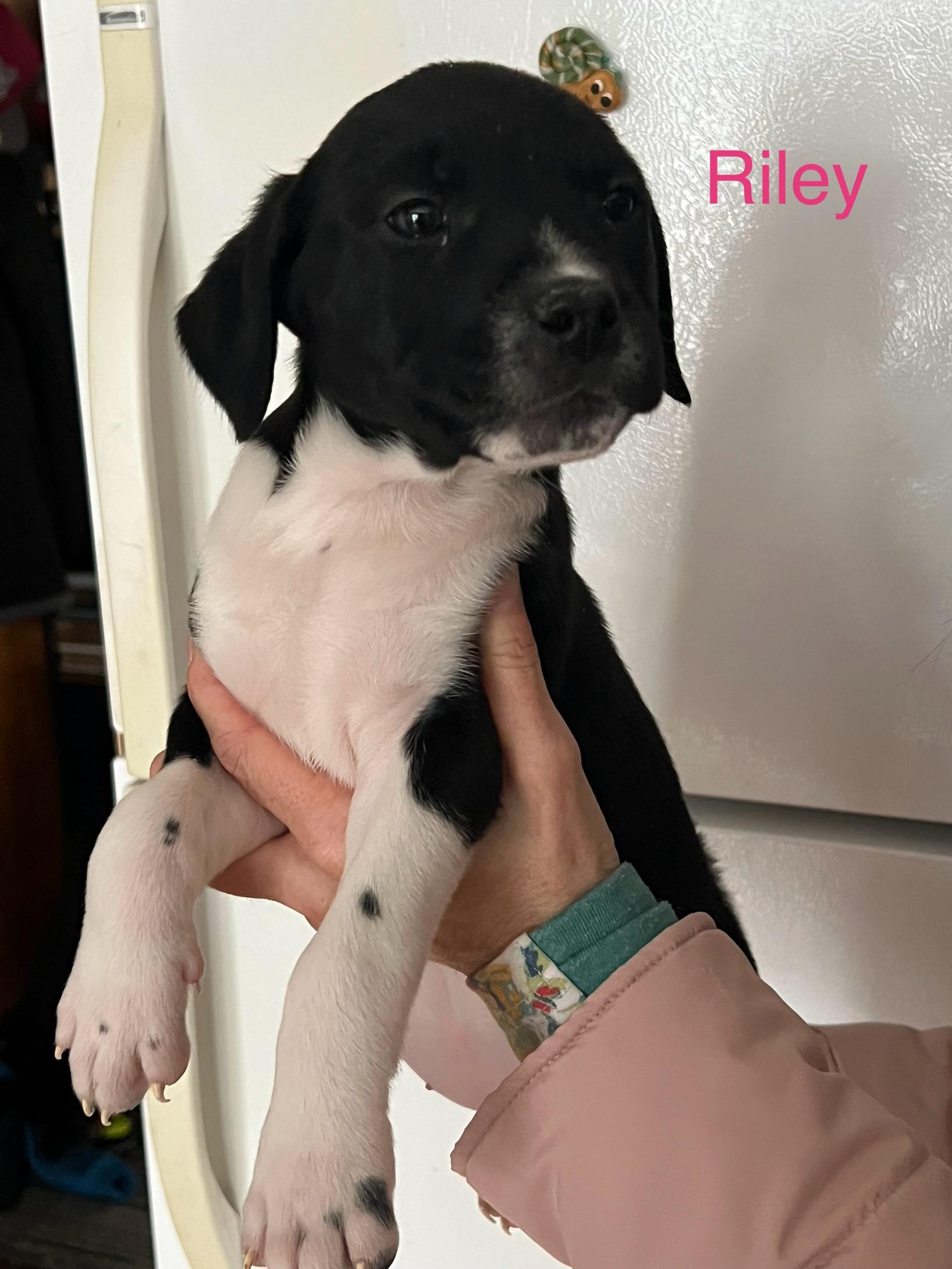 Riley, ADOPTABLE, Puppy Female Australian Cattle Dog / Blue Heeler & Labrador Retriever.