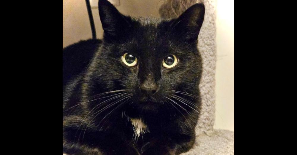 Enlarge LEROY, a Adoptable Domestic Short Hair in Chalfont, PA image 1/4