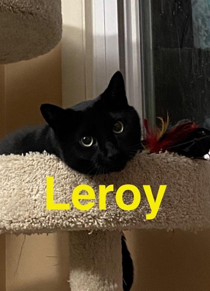 Enlarge LEROY, a Adoptable Domestic Short Hair in Chalfont, PA image 2/4