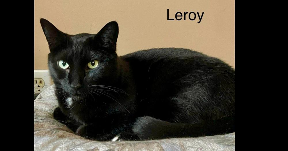 Enlarge LEROY, a Adoptable Domestic Short Hair in Chalfont, PA image 3/4