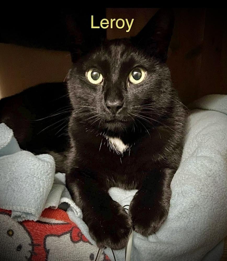 Enlarge LEROY, a Adoptable Domestic Short Hair in Chalfont, PA image 4/4