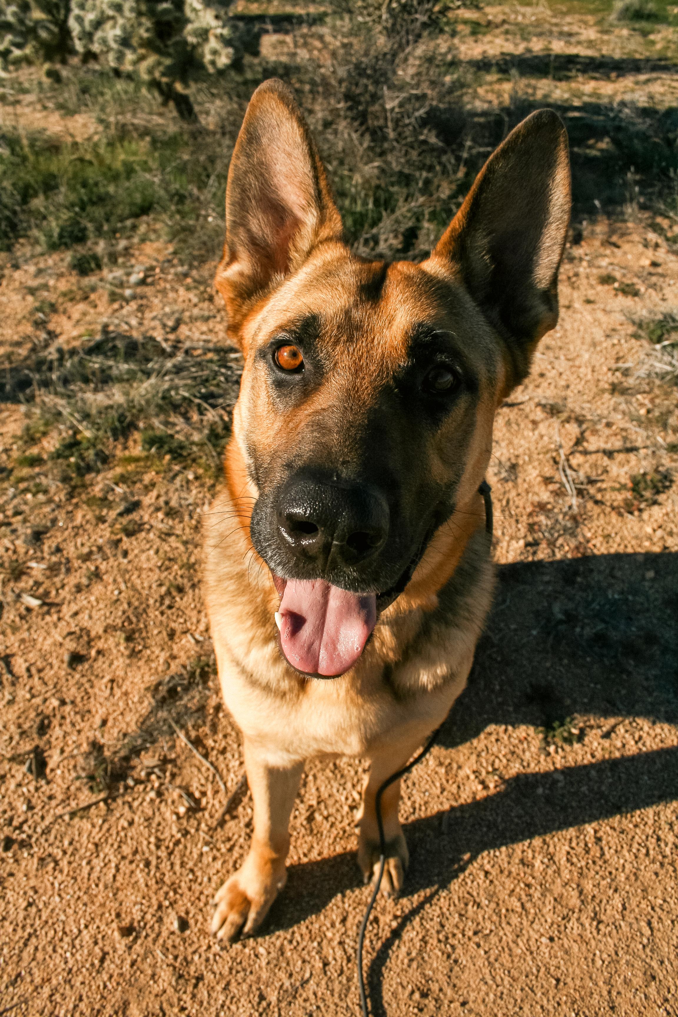 HAPPY, adopted, Adult Male German Shepherd Dog.