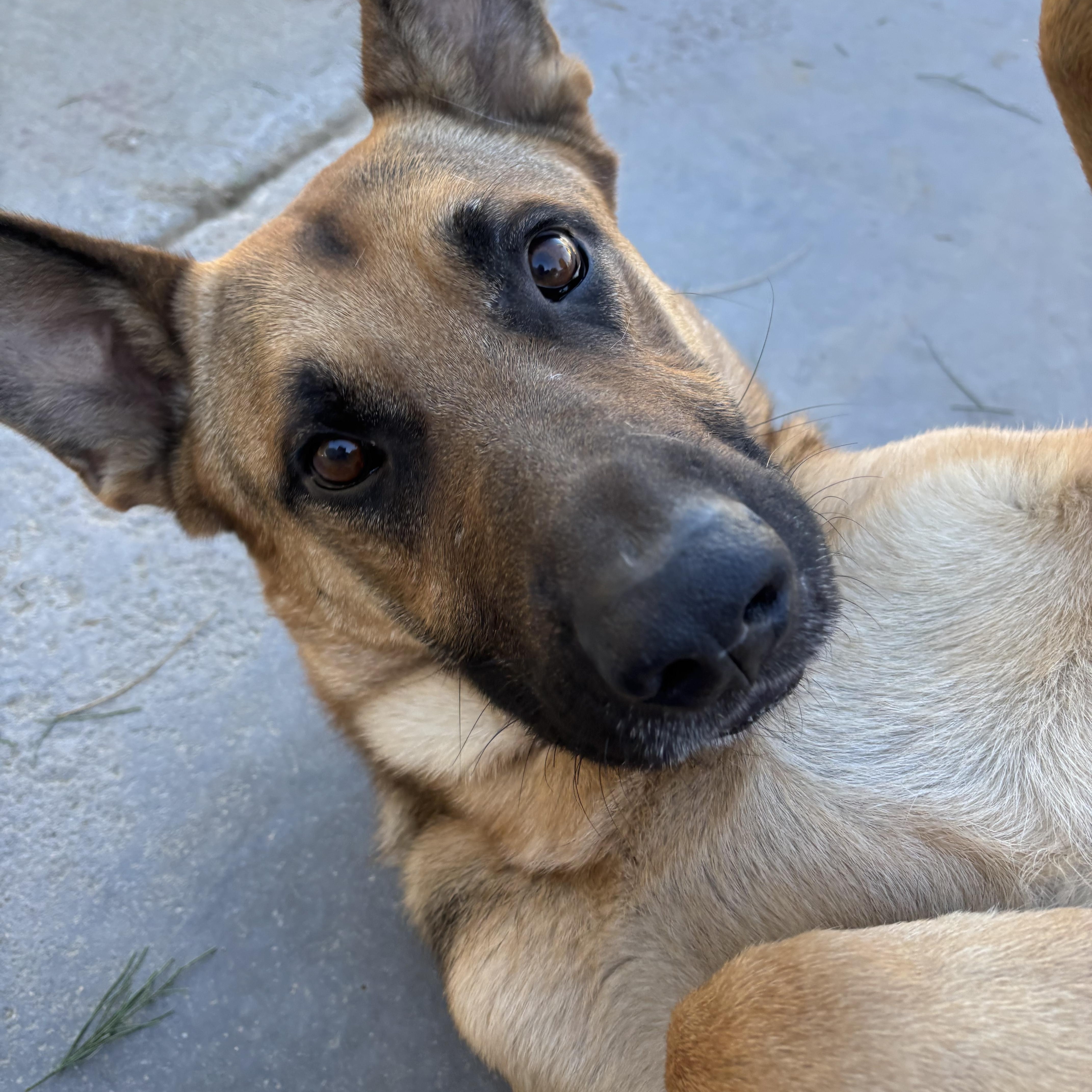 HAPPY, an adopted mixed breed in Joshua Tree, CA image 2/5